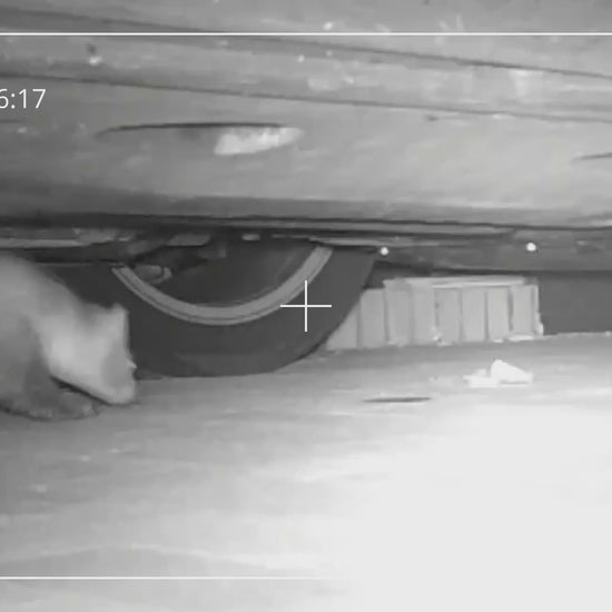 Kuna vyplašená ultrazvukem SHØK v motorovém prostoru